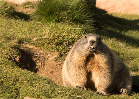 What Do Groundhogs Eat? A Deep Dive into Their Diet