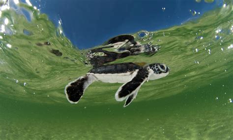 Marine_Turtles_Why_They_Matter_image | Photos | WWF