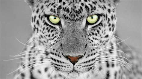 feline, Monochrome, Selective Coloring, Leopard, Animals Wallpapers HD / Desktop and Mobile ...