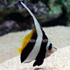 Heniochus Black & White Butterflyfish | Reef2Reef