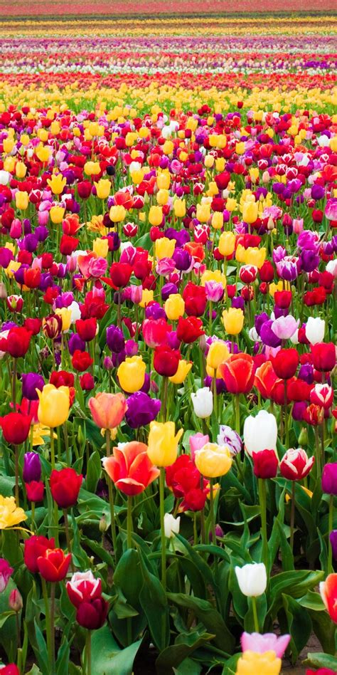 Colorful Tulips Wallpapers - Wallpaper Cave