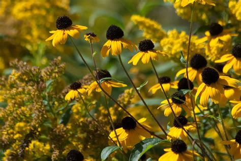 Yellow Coneflowers