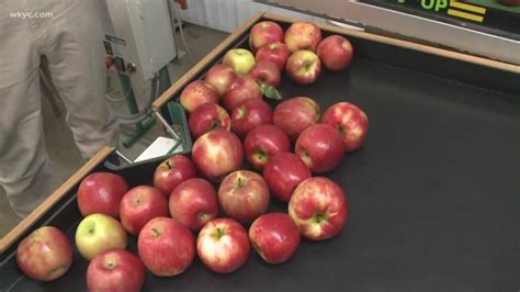 Patterson Fruit Farm temporarily closes apple picking | wkyc.com