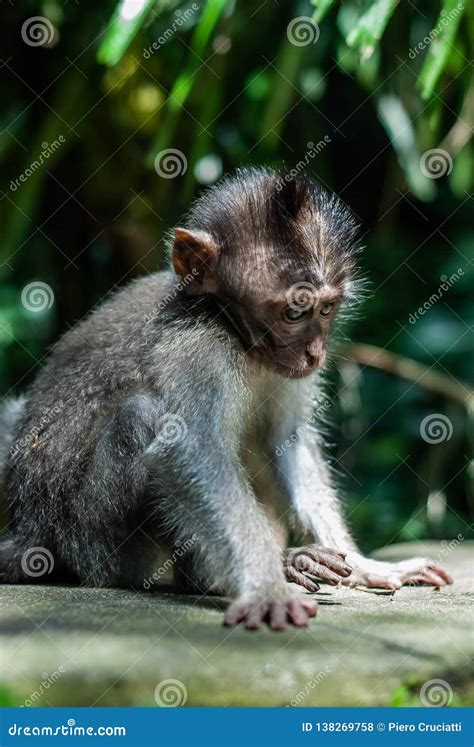 Balinese Long Tailed Baby Monkey Stock Photo - Image of jungle, long ...