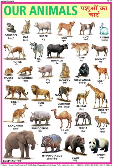 ANIMALS CHART FOR CHILDREN (PAPER PRINT) 28 INCH X 40 INCH Paper Print ...