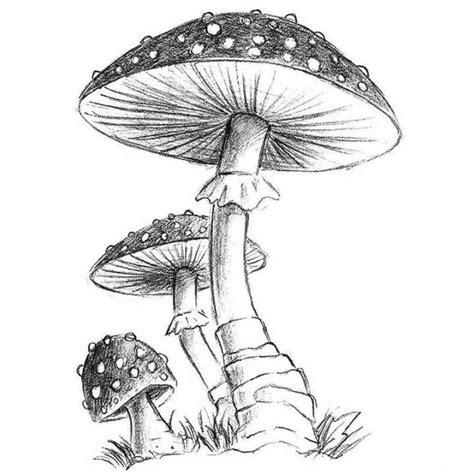 20 Easy Mushroom Drawing Ideas - How To Draw A Mushroom