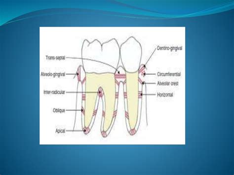 Periodontal ligament