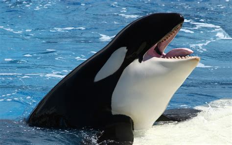 Orca ♡ - Orca - the killer whale Photo (35737437) - Fanpop