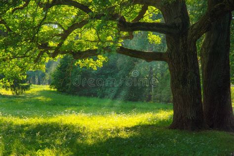 Green Forest in Sunrise. Beautiful Landscape Background. Stock Image - Image of beauty, forest ...