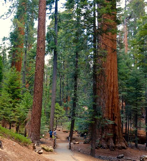 4 great giant sequoia parks for disabled hikers | Save the Redwoods League