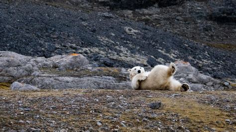 In Canada, misbehaving polar bears go to jail - Big Think