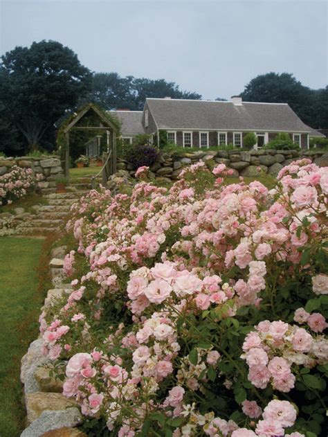 Knockout Rose Landscaping | Houzz