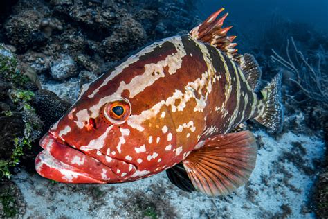 Fishing in Nassau, The Bahamas: The Definitive Guide | Sandals