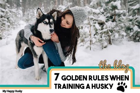 Tips For Training a Husky | The 7 Golden Rules – My Happy Husky