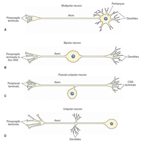 Histology of the Nervous System (The Neuron) Part 2