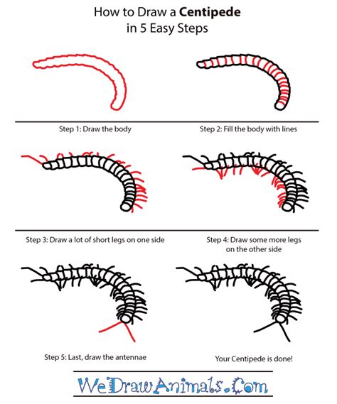 How to Draw a Centipede