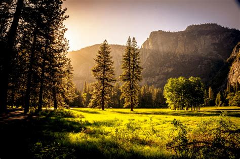 Foto de stock gratuita sobre al aire libre, amanecer, arboles