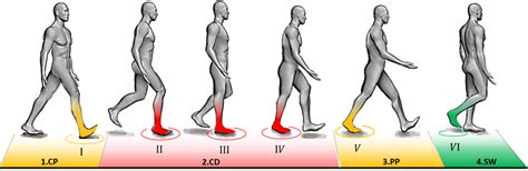 [DIAGRAM] Running Gait Phases Diagram - MYDIAGRAM.ONLINE