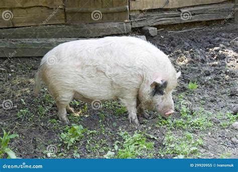 Pig stock image. Image of grazing, animal, cereal, fodder - 29920955