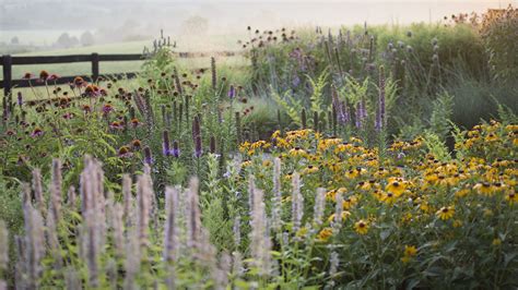 Native Grass & Wildflower Meadows