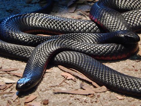 Red Bellied Black Snakes | Used at astrology.neoluxuk.com/dr… | Flickr