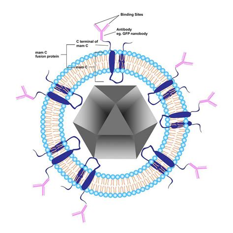 Team:Hong Kong-CUHK/Design - 2015.igem.org