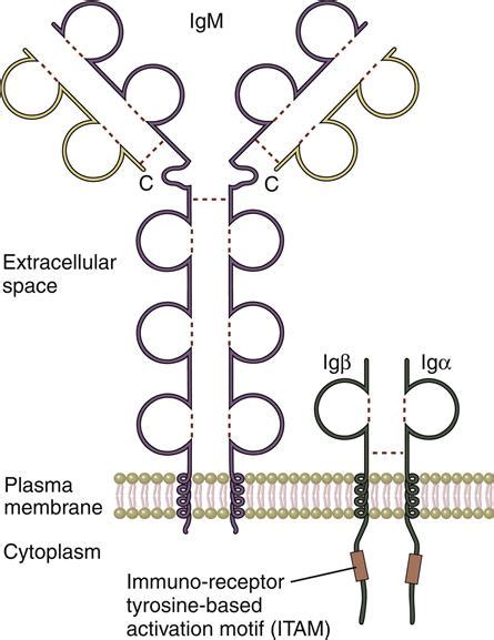 B Cell Activation and Signaling | Oncohema Key