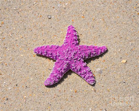 Sea Star - Pink Photograph by Al Powell Photography USA