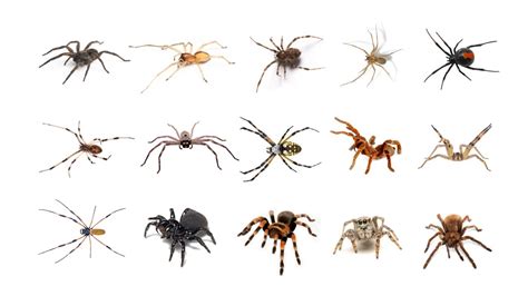 🕷 Learn Types of Spiders In English! English Spider Species Popular ...