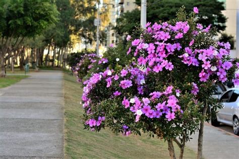 Tibouchina Tree: Growth and Care Guide - GFL Outdoors