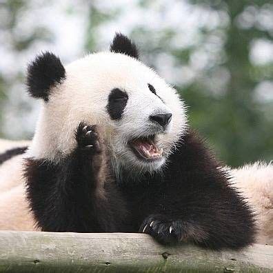 The Most Charismatic Megafauna | Charismatic megafauna, Megafauna, Panda