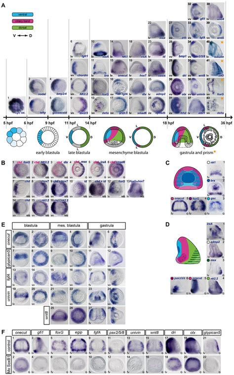 Gene expression profiles of transcription factors and signaling ...