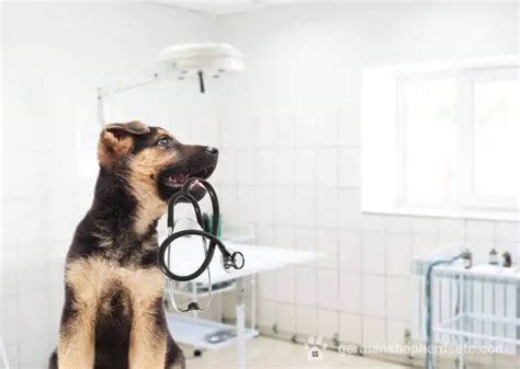 German Shepherd Puppy Care: A Step-by-Step Guide