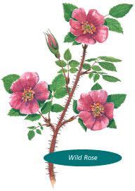 alberta wild rose tattoo - pixelarttutorialsprite