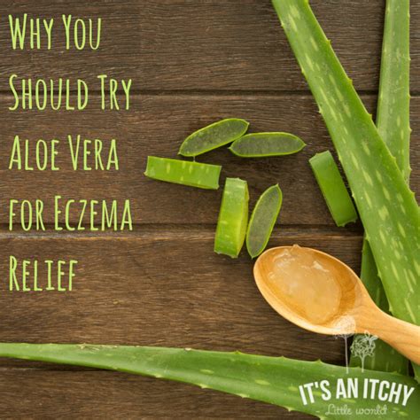 Why You Should Try Aloe Vera for Eczema Relief - It's an Itchy Little World