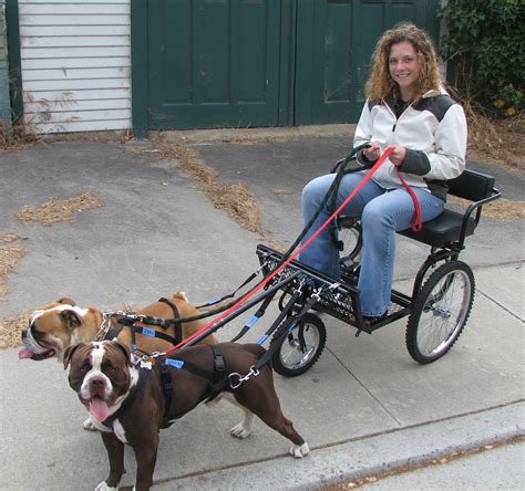 Life at the Curtis Family Zoo: The Dog Cart