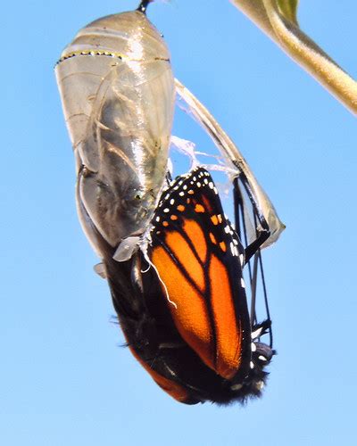 Monarch Life Cycle — 14 of 20 | The transparent casing of th… | Flickr