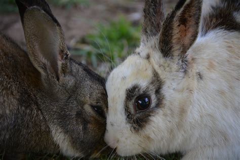 The Best Rabbit Breeds for Families with Kids - ASK FLOPPY