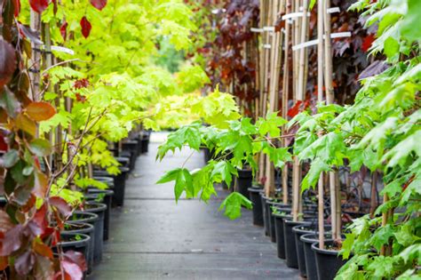 What to Do When You Visit a Nursery | Yard & Nursery Depot