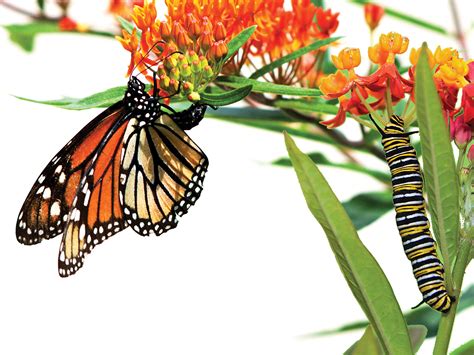 How to Make a Monarch Butterfly Habitat