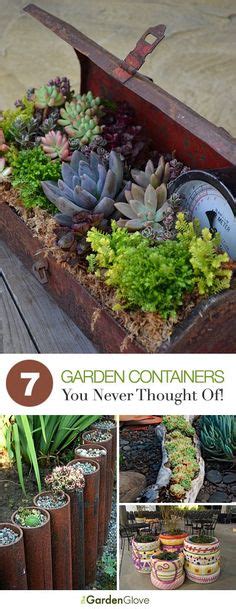 31 Succulent containers ideas | succulents, succulents in containers ...