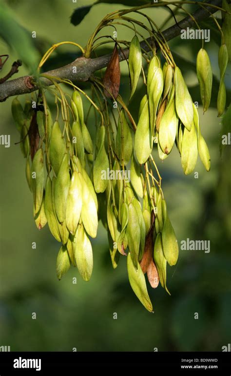 European Ash or Common Ash Tree Seeds, Fraxinus excelsior, Oleaceae Stock Photo - Alamy