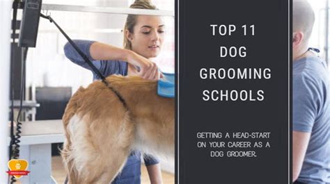 Top 11 Dog Grooming Schools for 2024 * Choose Wisely!