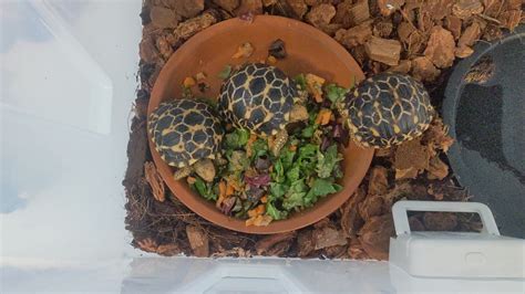 Feeding the Burmese stars : r/tortoise