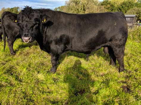 1 Pedigree Aberdeen Angus Breeding Bull | SellMyLivestock - The Online Livestock Marketplace