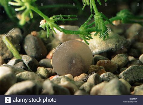 Salamander Egg Stock Photos & Salamander Egg Stock Images - Alamy