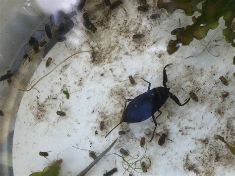 Water scorpion - Nepa cinerea, species information page. Also known as Toe biters