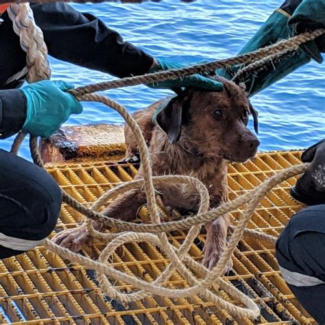 The Dodo - Guy Saves A Dog 135 Miles Offshore