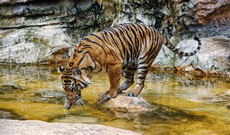 Free photo: Tiger Drinking Water - Animal, Bengal, Drinking - Free ...