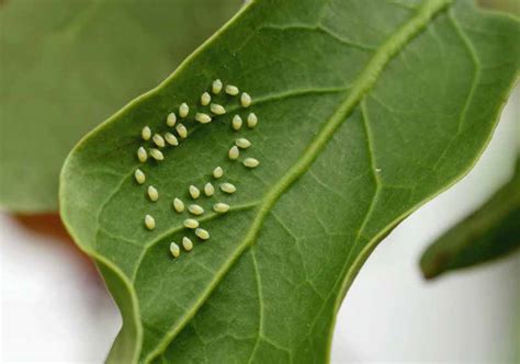 Aphids | How to Identify and Control these Garden Pests - Para Space